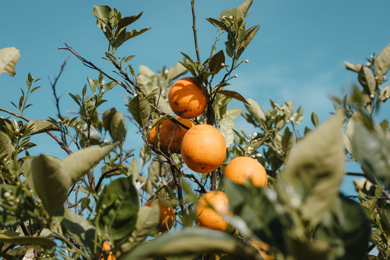 Clementine in cassetta